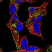 Anti-NYAP1 antibody produced in rabbit 