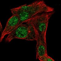 Anti-OAF antibody produced in rabbit