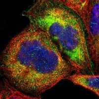 Anti-OAS1 antibody produced in rabbit 