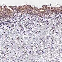Anti-OAS3 antibody produced in rabbit 
