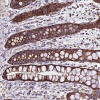 Anti-OCIAD1 antibody produced in rabbit 