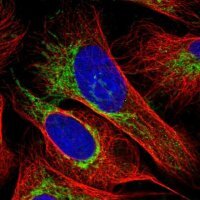 Anti-OCIAD1 antibody produced in rabbit 