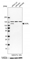 Anti-OCRL antibody produced in rabbit 