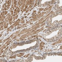 Anti-OFD1 antibody produced in rabbit