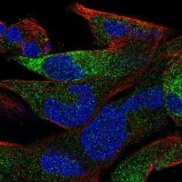Anti-OLFML2B antibody produced in rabbit 