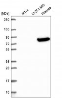 Anti-OLFML2B antibody produced in rabbit 