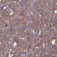 Anti-OPA3 antibody produced in rabbit