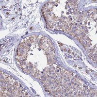 Anti-OR2W3 antibody produced in rabbit 
