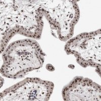 Anti-ORC1 antibody produced in rabbit