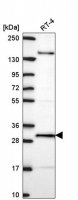 Anti-ORC6 antibody produced in rabbit 