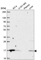 Anti-ORMDL1 antibody produced in rabbit 
