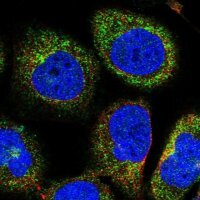 Anti-OSBPL2 antibody produced in rabbit 