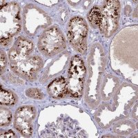 Anti-OSBPL7 antibody produced in rabbit HPA053083-100UL