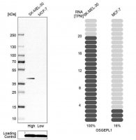 Anti-OSGEPL1 antibody produced in rabbit 