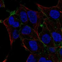 Anti-OSR2 antibody produced in rabbit