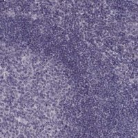 Anti-OTP antibody produced in rabbit 