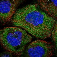Anti-OTUD4 antibody produced in rabbit