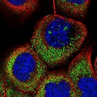 Anti-OTUD7A antibody produced in rabbit 