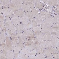 Anti-P2RX3 antibody produced in rabbit 