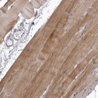 Anti-P2RX6 antibody produced in rabbit 