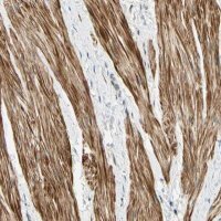 Anti-P4HA3 antibody produced in rabbit 