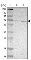 Anti-P4HTM antibody produced in rabbit HPA007199-100UL