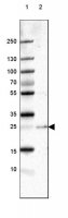 Anti-PABPN1 antibody produced in rabbit 