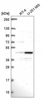 Anti-PAG1 antibody produced in rabbit
