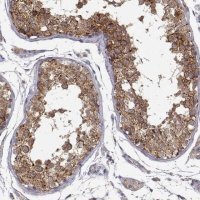 Anti-PAIP1 antibody produced in rabbit 