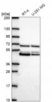 Anti-PAIP1 antibody produced in rabbit 