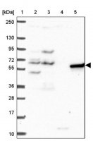 Anti-PAK3 antibody produced in rabbit 