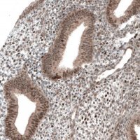 Anti-PAPD5 antibody produced in rabbit 