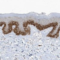 Anti-PARD3B antibody produced in rabbit 