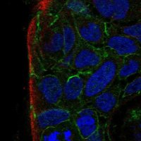Anti-PARD3B antibody produced in rabbit 