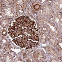 Anti-PARD6A antibody produced in rabbit 