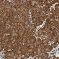 Anti-PARK7 antibody produced in rabbit 