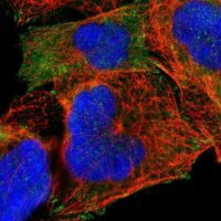 Anti-PARVA antibody produced in rabbit 