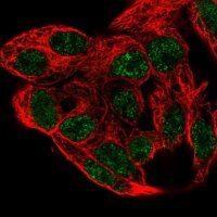 Anti-PCBD1 antibody produced in rabbit HPA061723-100UL
