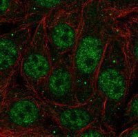 Anti-PCBP1 antibody produced in rabbit