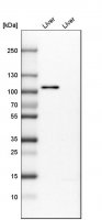 Anti-PCDH18 antibody produced in rabbit 