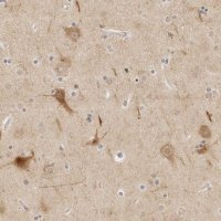 Anti-PCDH19 antibody produced in rabbit 