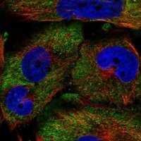 Anti-PCDH19 antibody produced in rabbit 