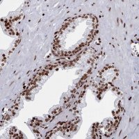 Anti-PCDHB11 antibody produced in rabbit 