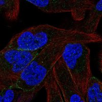 Anti-PCDHB11 antibody produced in rabbit 