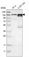 Anti-PCDHGA2 antibody produced in rabbit HPA010580-100UL