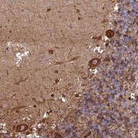 Anti-PCED1A antibody produced in rabbit 
