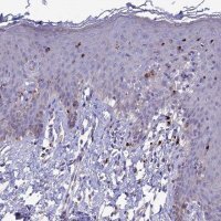 Anti-PCED1B antibody produced in rabbit 