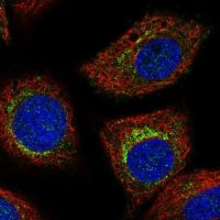 Anti-PCED1B antibody produced in rabbit 