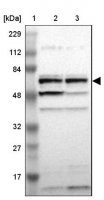 Anti-PCK1 antibody produced in rabbit