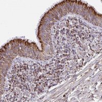 Anti-PCMTD2 antibody produced in rabbit 